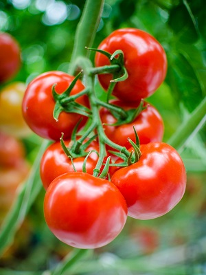 Elite tomaten
